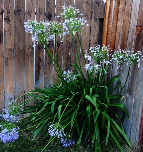 Agapanthus, Flowers Fading, Blooms Falling, Horticulture