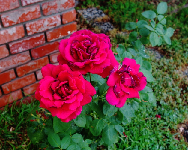 Mister Linoln Rose Bush, Red Roses, Wilted Roses, Heat Damage, Drought