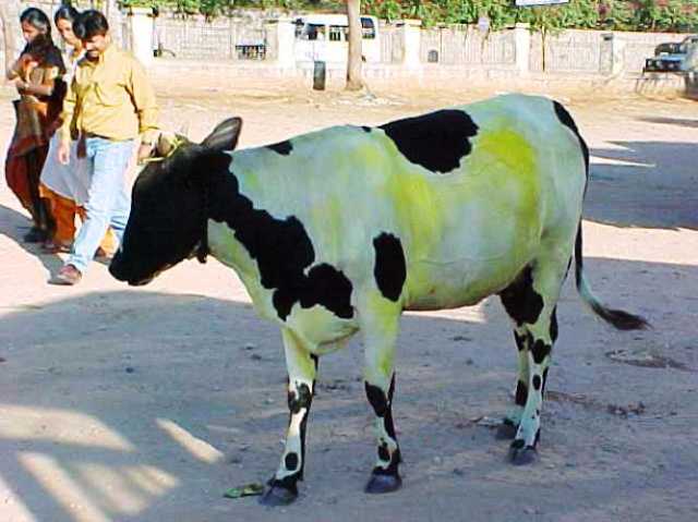 India, Cow, Mysore, Mysore Zoo, Cow in Street