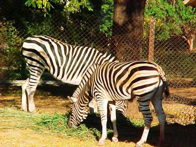 Zebras, Mysore Zoo, Striped Animals, Zoo, India
