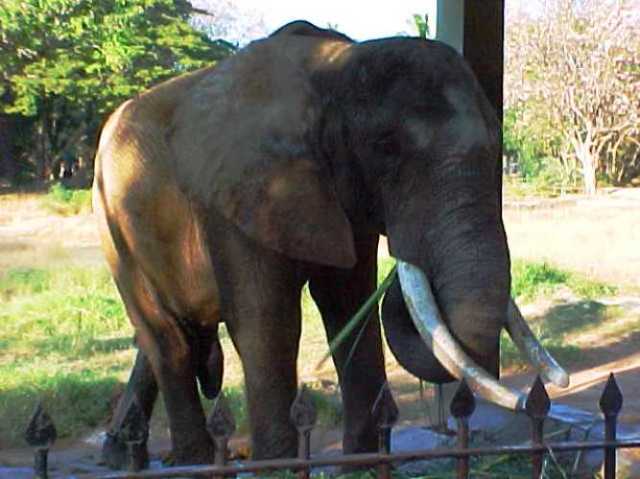 Bull Elephant, Mysore Zoo, Mysore India, Zoo, Tusks