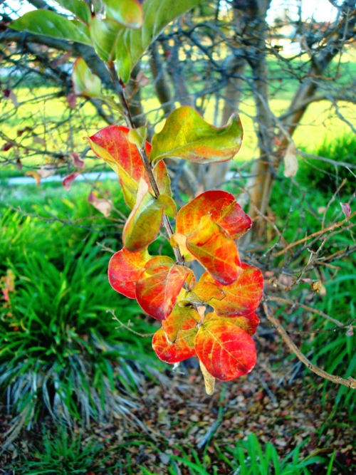 Zanussi Park, Tracy, California, Fall Color