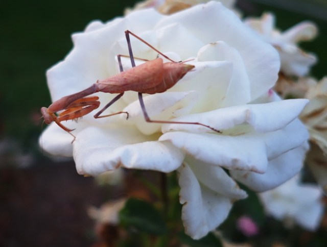 Rose Garden, Tracy, California, Mantis, Flora and Fauna, Nature