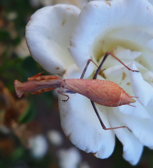Mantis, Rose Garden, Flora and Fauna, Roses, Insects