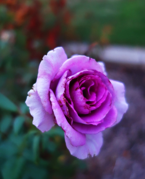 Rose Bloom, Rose Garden, Purple Rose, Garden