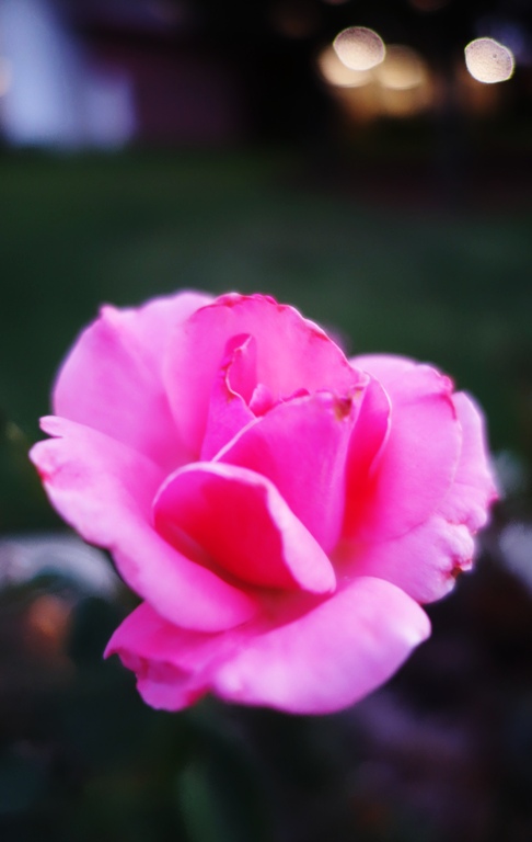 Pink Rose, Rose Garden, Rose at Dusk, Nature, Flora