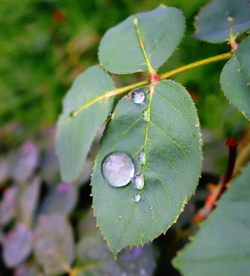 Raindrops on Roses, Rose Petals, Rain drops, Rainy day