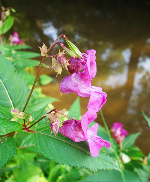 Pink Flowers, Roda River, Jena, Germany, Nature Walk