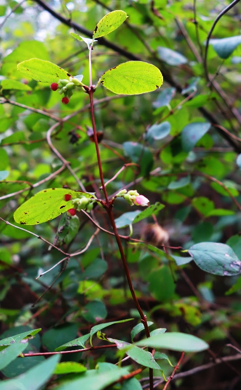 Small Flowers, Pink Flowers, Foilage, Nature, Germany