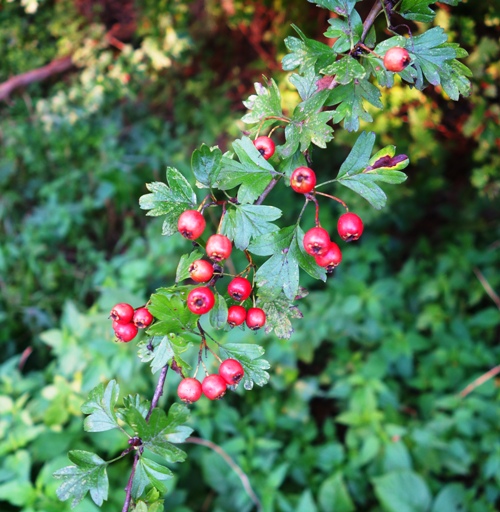 Red Seed Pods, Foilage, Roda River, Jena, Germany, Walk