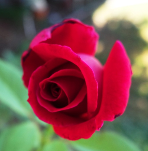 Red Rose Bud, Mister Lincoln Rose 