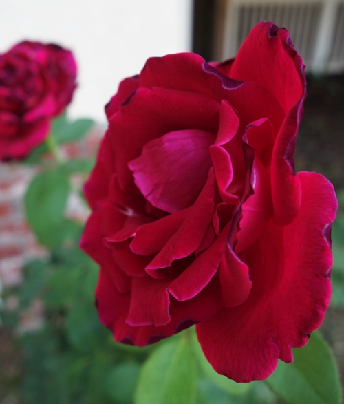 Mister Lincoln Rose, Heat Damage, Roses, Red Roses