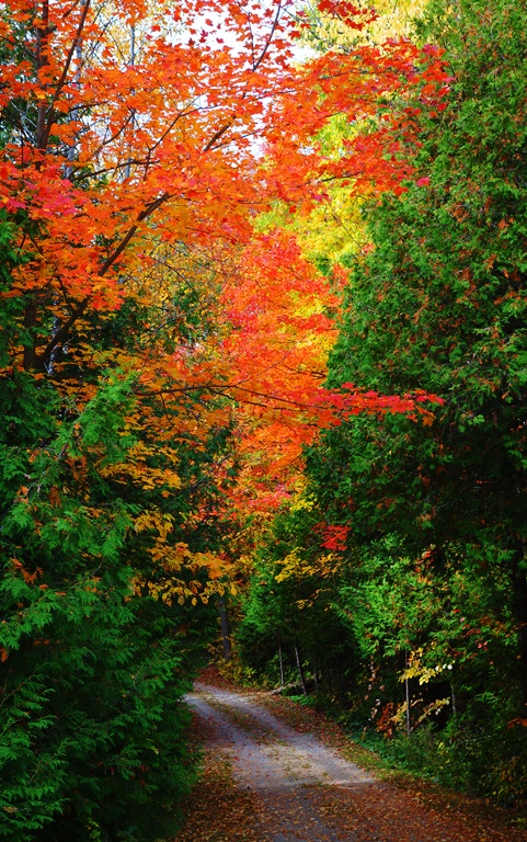 Fall Color, Colorful Lane, Fall, Autumn, Red Leaves