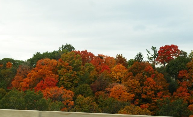 Don River Valley, Colorful Commute, Toronto, Canada, Fall Color