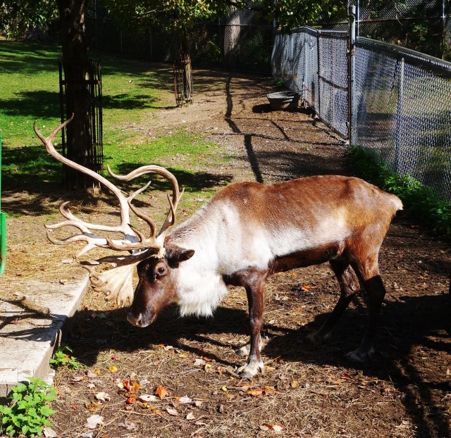 reindeer, santa's reindeer, high park zoo
