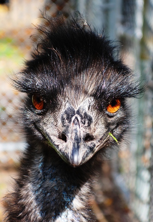 Emu, Bird, High Park Zoo, Bird Eyes, Bird Beak