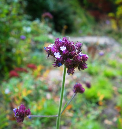 High Park, Toronto, Canada, Flora, Flowers