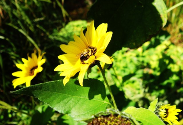 High Park, Flora and Fauna, Yellow Flower, Yellow Bee