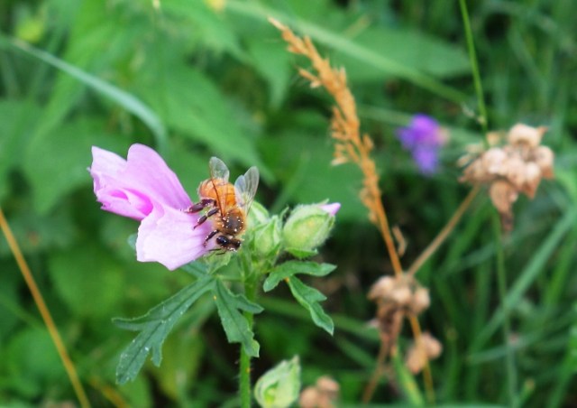 Bee, flower, Flora and fauna, Jena, Germany