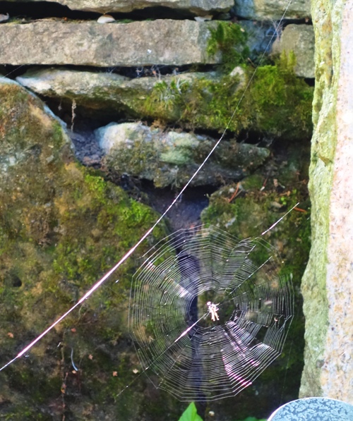 Cobweb, Jena, Germany, Cemetery, spider, spider web