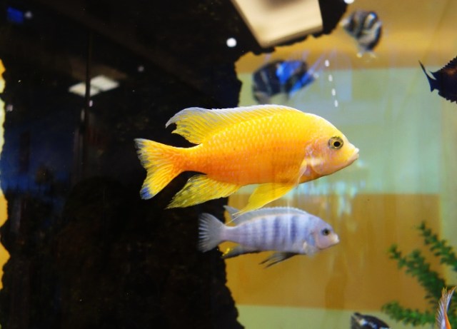 Tropical Fish, Jena, Germany, Intershop Tower, Fish Tank