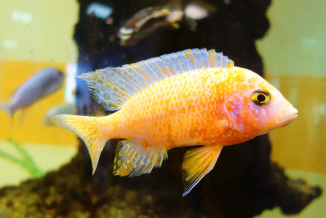 Yellow Fish, Tropical Fish, Jena, Germany