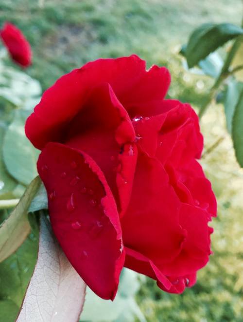 Mister Lincoln Rose, Raindrops on Roses, Favorite Things