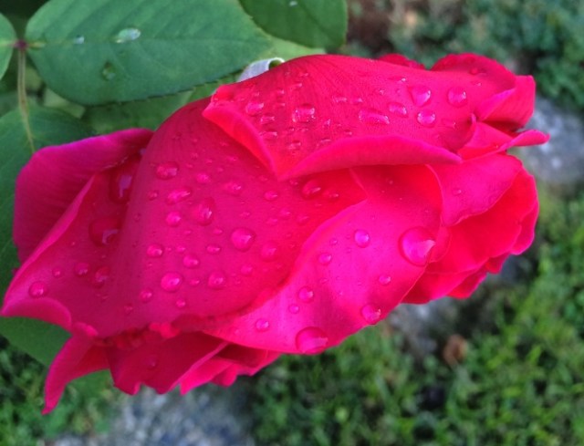 Raindrops, Rose Petals, Sound of Music, Raindrops on Roses
