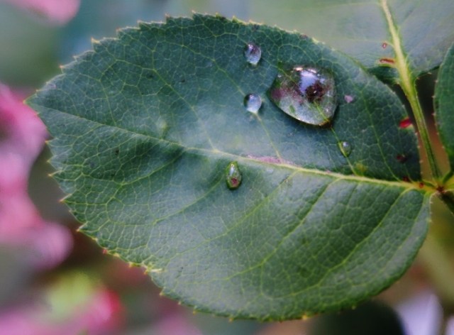 Rose Leaf, Raindrop, Rain, Nature, Drought