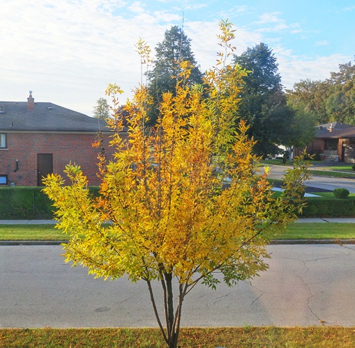 Yellow Tree, Fall Color, Toronto, Canada