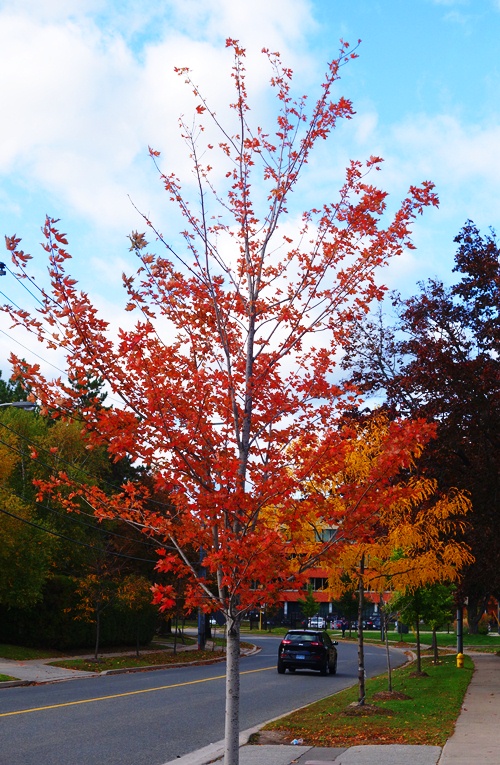 Fall Foliage, Toronto, Around the Westin