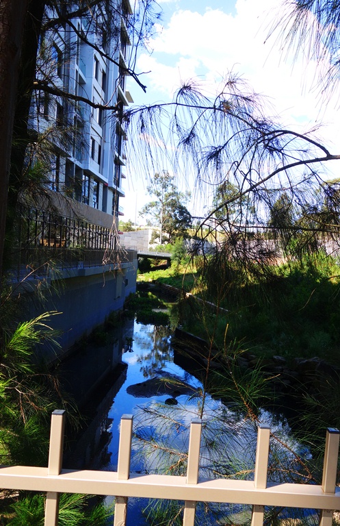Shrimptons Creek, North Ryde, Australia, Nature