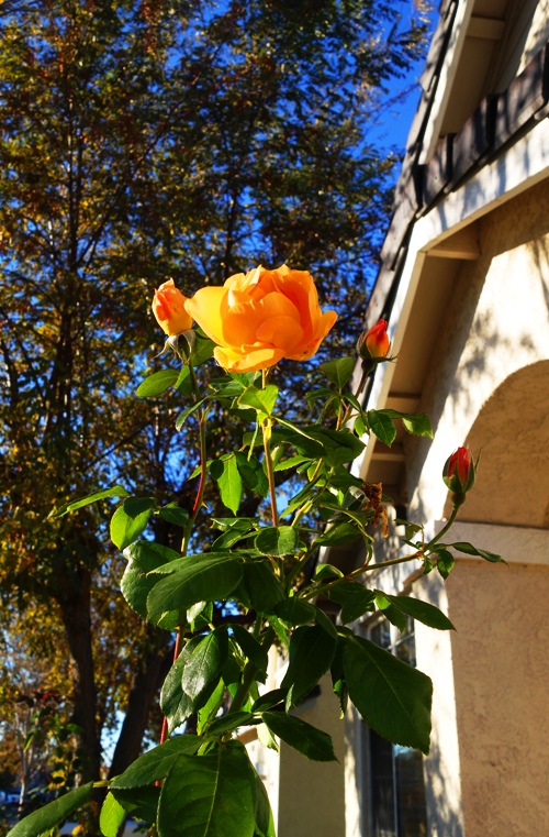 Yellow Rose, Rose Bush, Fall Color, November Color, November Roses