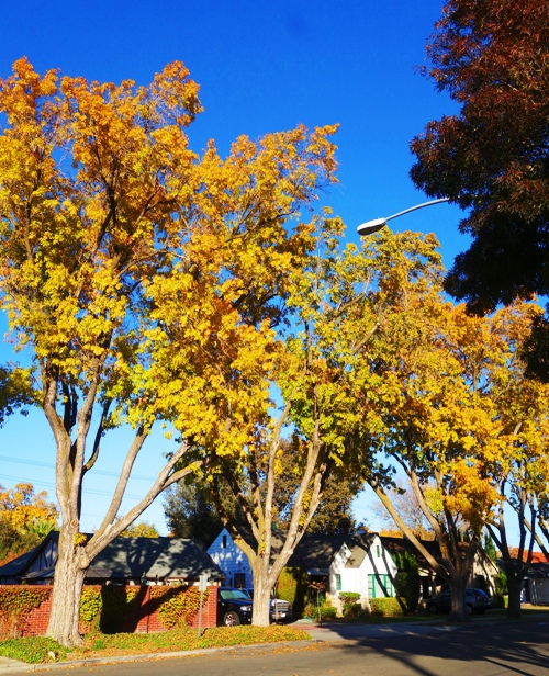 Yellow Trees, Fall Color, Yellow Leaves, California