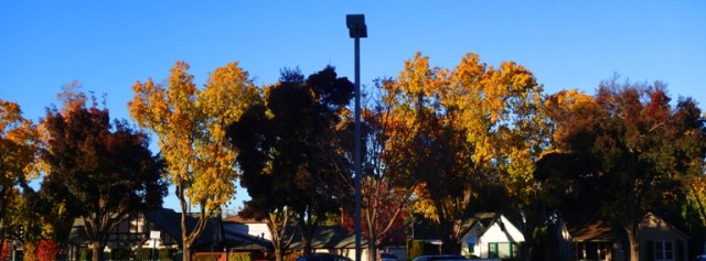 Yellow trees, Fall Color, California, November Color