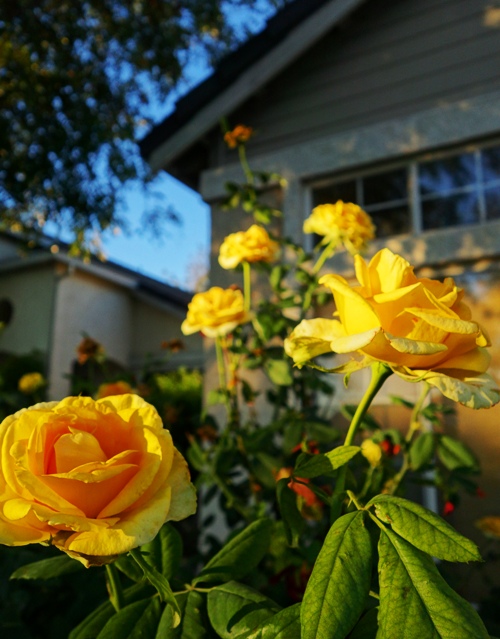 St. Patrick Roses, November Roses, Yellow Roses