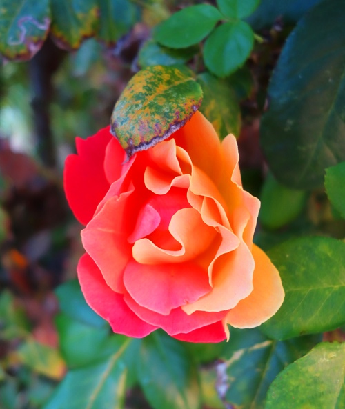 Two colored Rose, Rose bloom, outlier