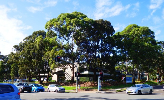 Australian Trees, Intersection, North Ryde, Australia