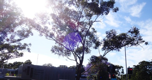 Walk to Work, north ryde, Australia, Trees