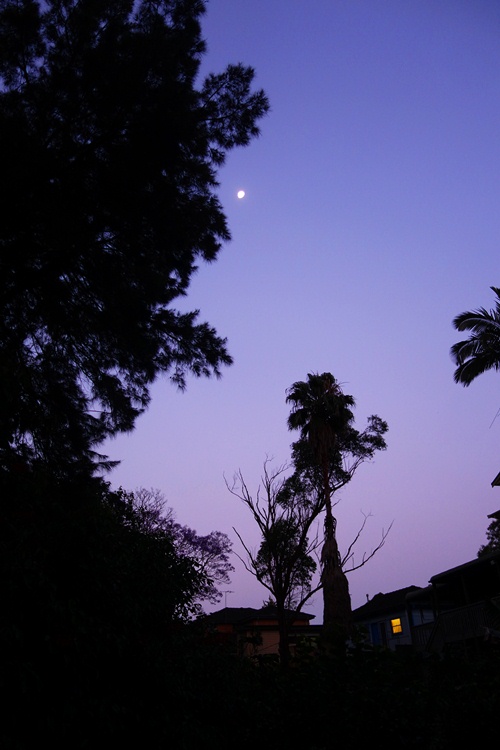 Moon, Dusk, Trees, Silhouette,  evening walk