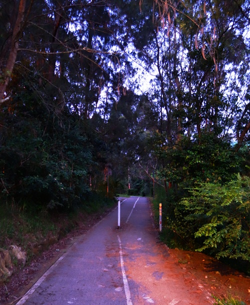 Shrimpton Creek, North Ryde, Macquarie Park, Walk