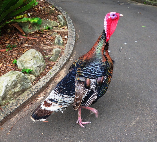 Turkey, Thanksgiving, Wild Turkey