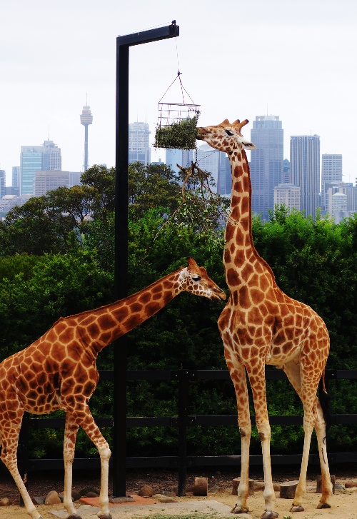 Taronga Zoo, Sydney Zoo, Australia, Giraffes, Sydney Skyline