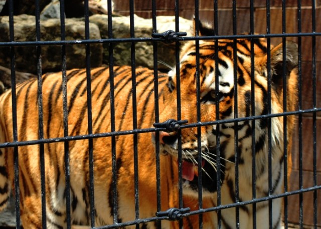 Omaha Zoo Tiger, Tiger, Tiger in Cage