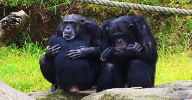 chimpanzee family, Chimps, Zoo, Taronga Zoo, Australia