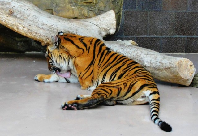 Tiger, Omaha Zoo, Henry Doorly Zoo, Tiger Bite, Tiger Tongue
