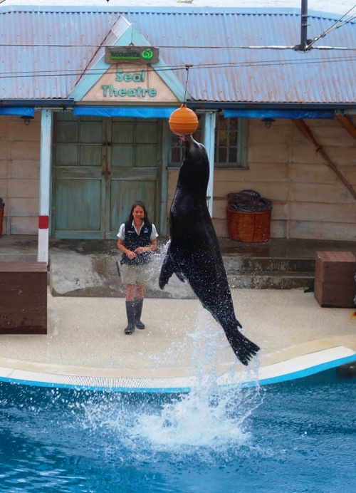 Sea Lion, Perfect Timing, Jumping Seal, Taronga Zoo