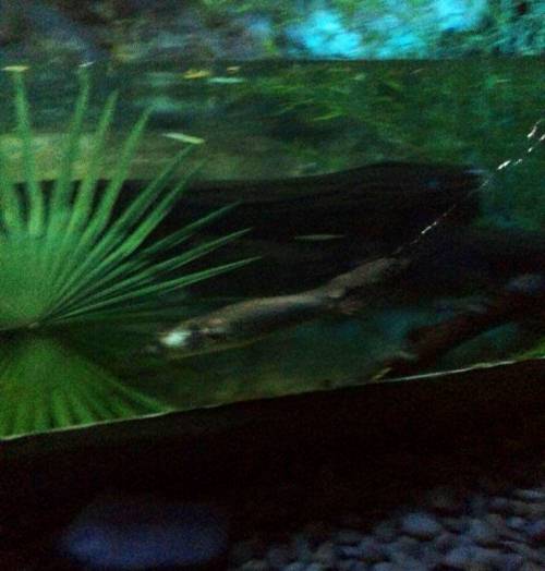 Platypus, Taronga Zoo, Where's Perry