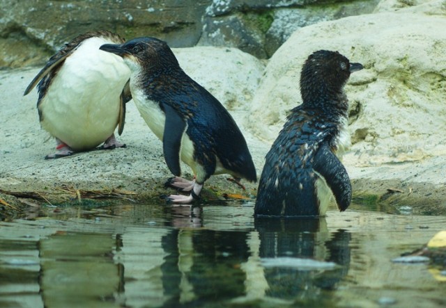 Little Penguins, Eudyptula minor, australian Penguin