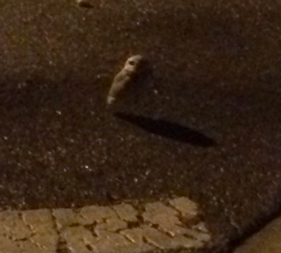 Western burrowing owl, parliament of owls, owls, Athene cunicularia